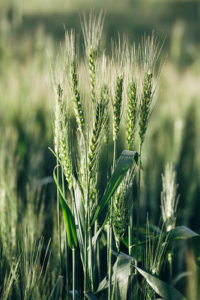 wheat-growing-in-field